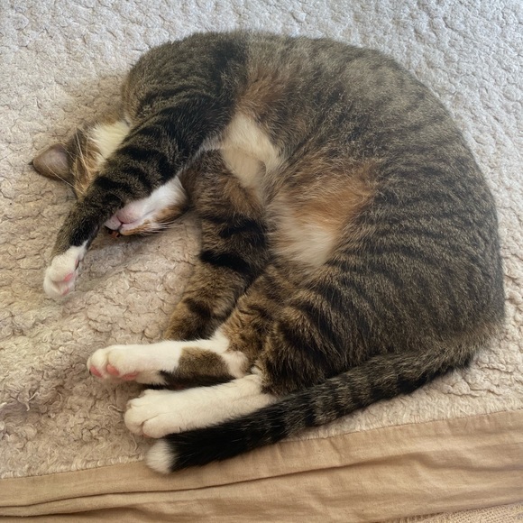 Meet your Posher, Rose - Picture 3 of 5